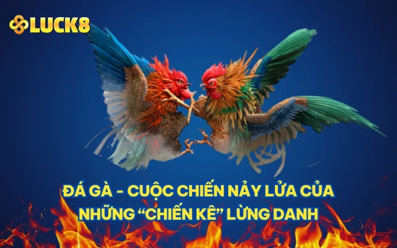 Đá gà - Cuộc chiến nảy lửa của những “chiến kê” lừng danh